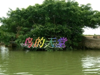 《鸟的天堂》课件()