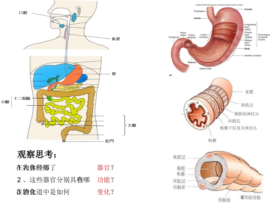 《消化和吸收》PPT公开课_第3页