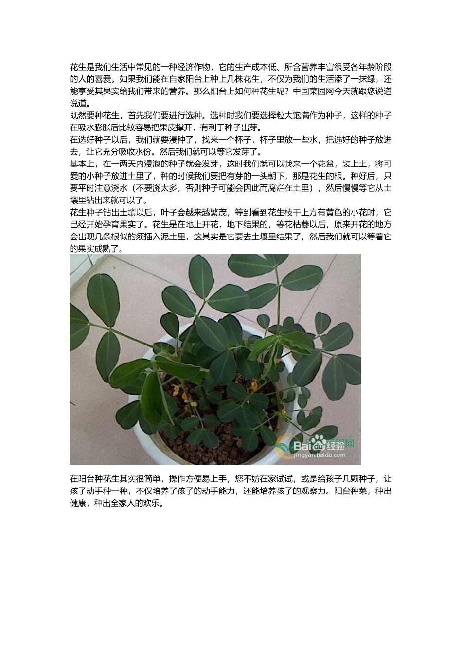 种花生，红薯资料_第1页