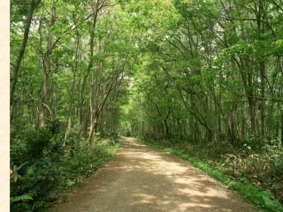 第18课我爱在林中漫步