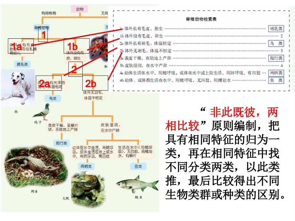 常见的动物（第课时） _第3页