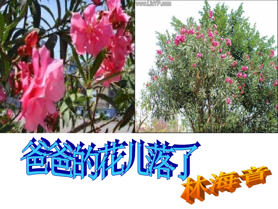 爸爸的花儿A_第1页