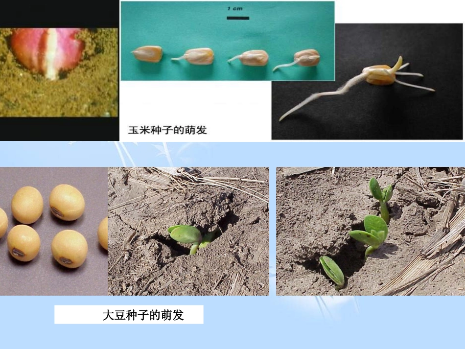 第二节植株的生长_第2页