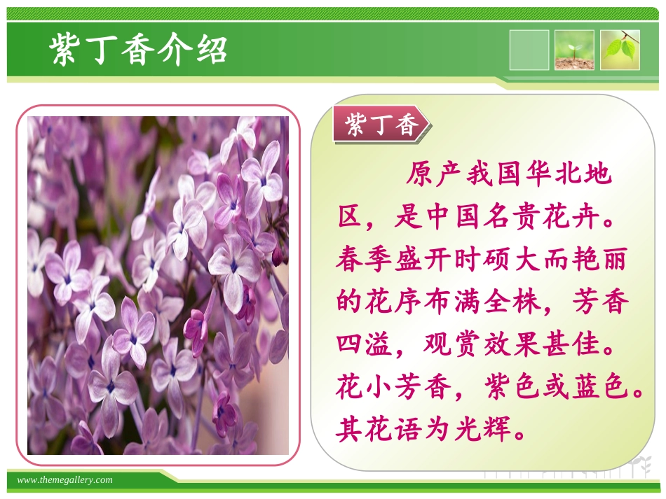 苏教二年级上册语文6、一株紫丁香_第2页