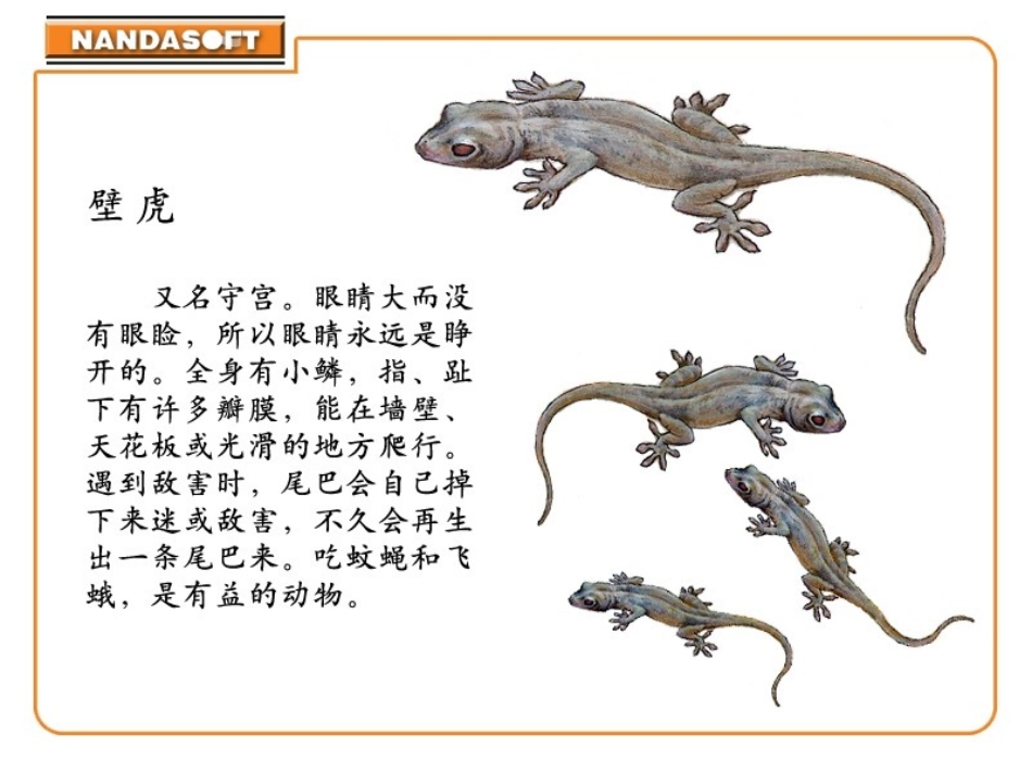 小壁虎借尾巴课件_第2页