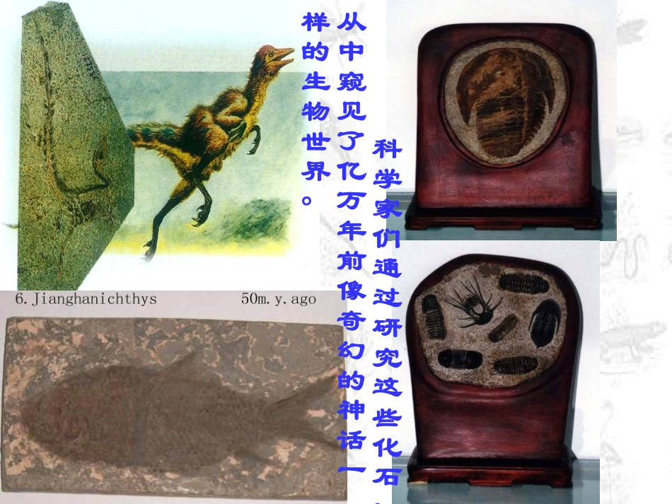 语文：第16课《化石吟》课件（人教新课标七年级上）_第2页