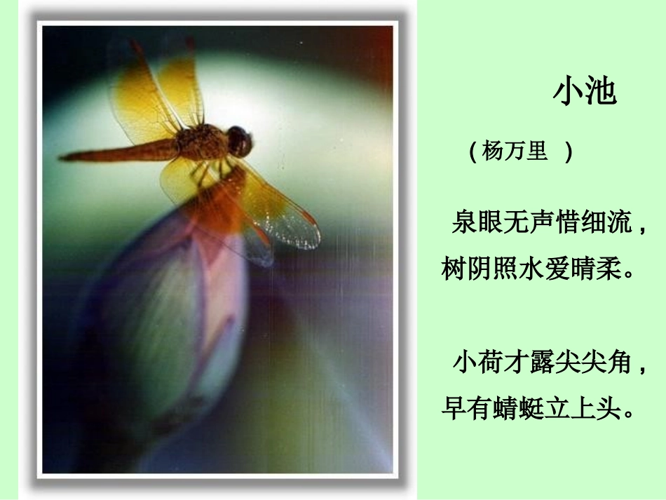 荷花课件 (2)_第1页
