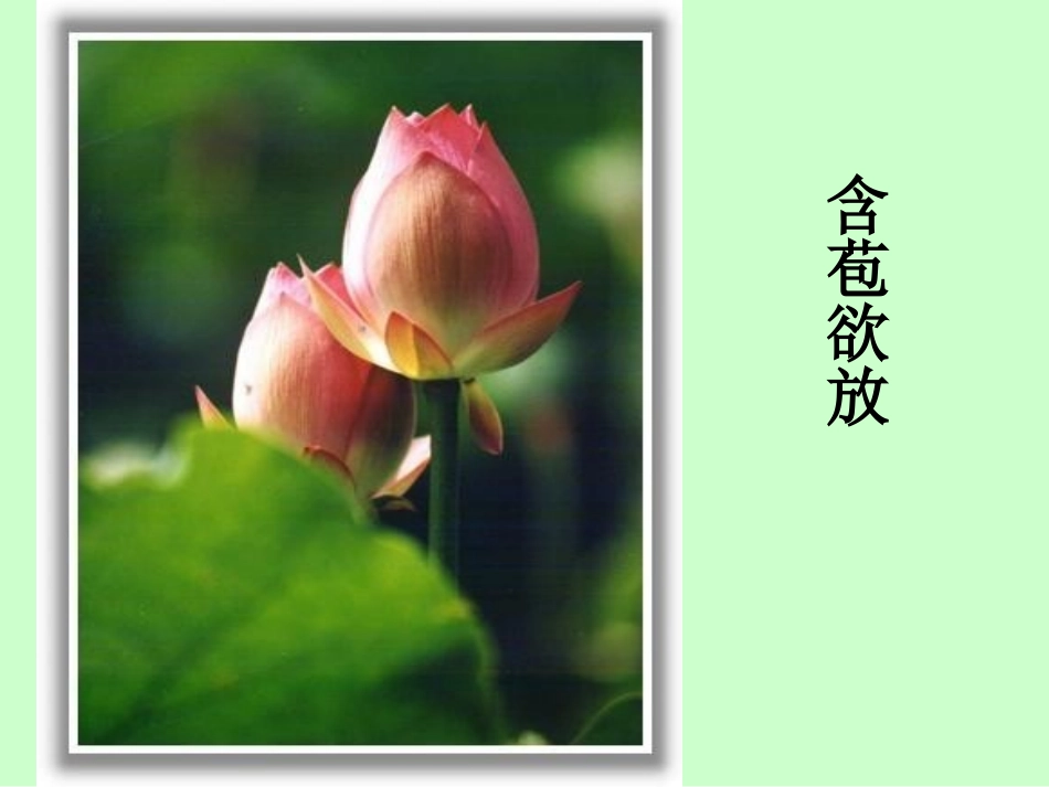荷花课件 (2)_第2页