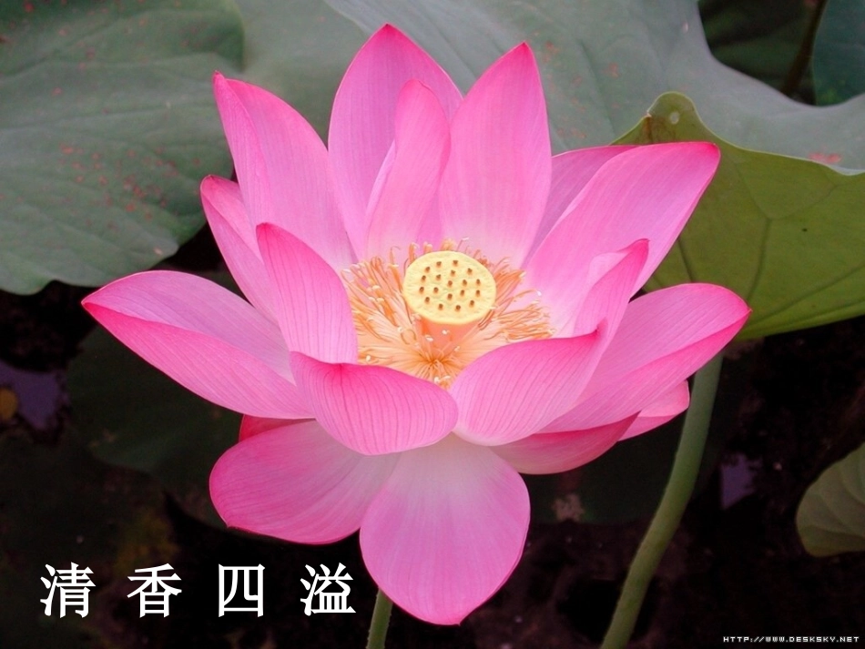 荷花课件 (2)_第3页