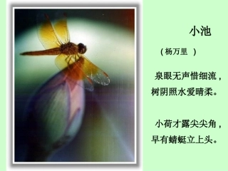 荷花课件 (2)