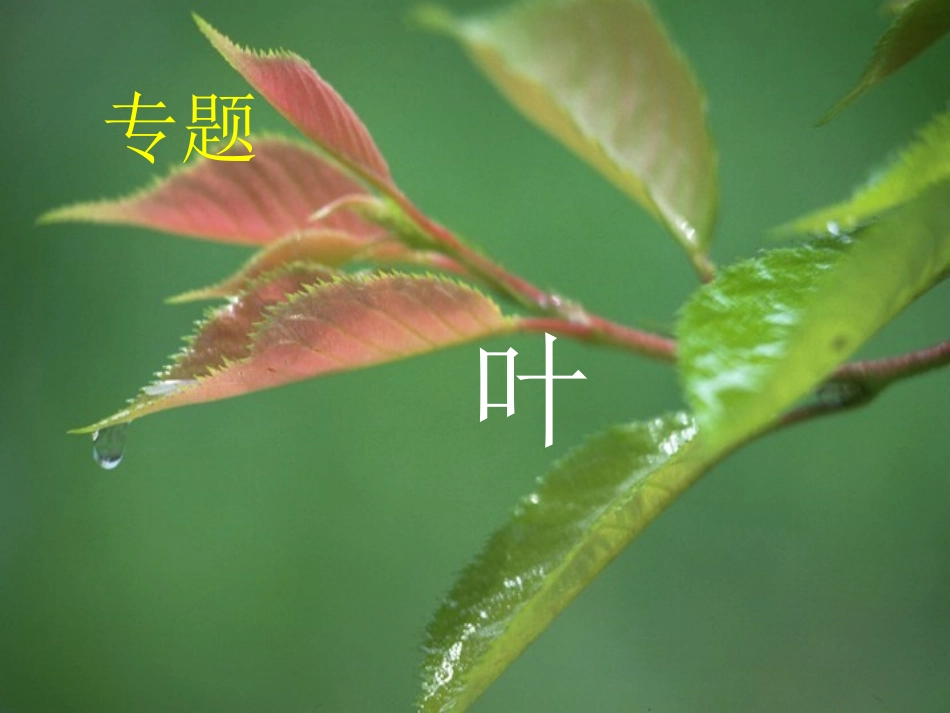 专题__叶课件_第1页