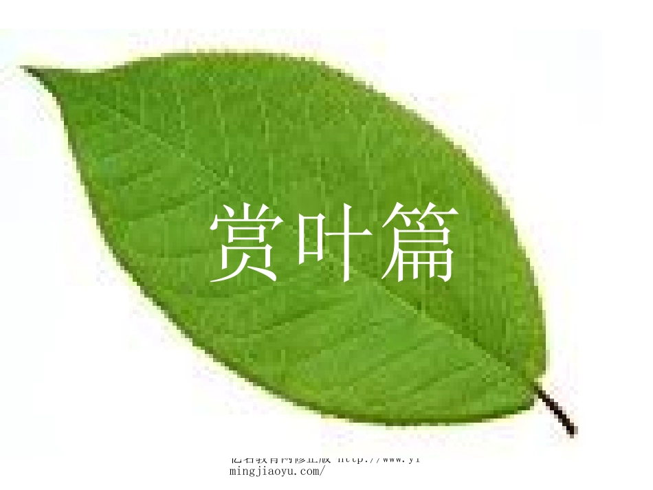 专题__叶课件_第3页