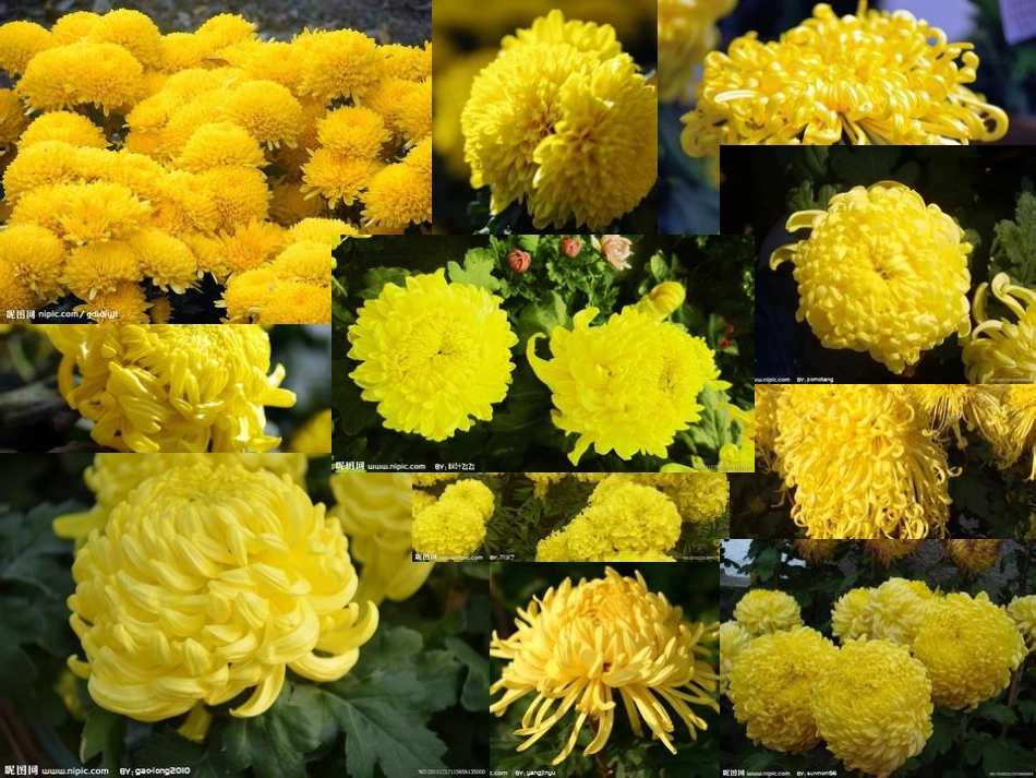 生物入侵者课件_第3页