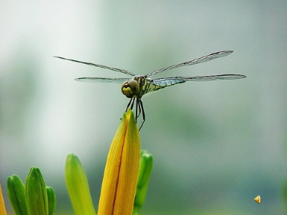 《放飞蜻蜓》课件_第2页