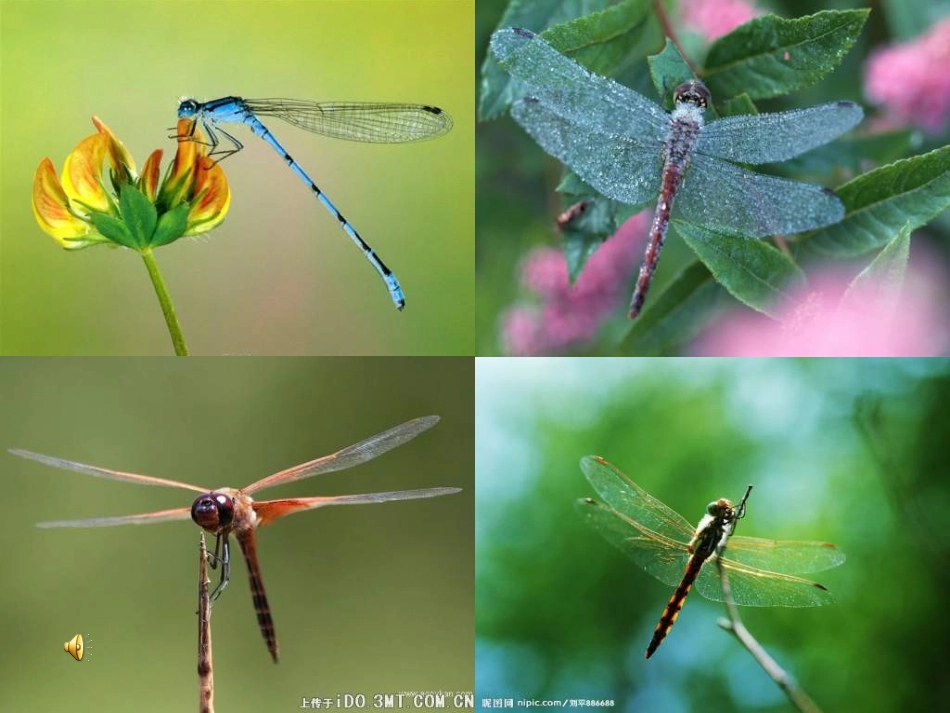 《放飞蜻蜓》课件_第3页