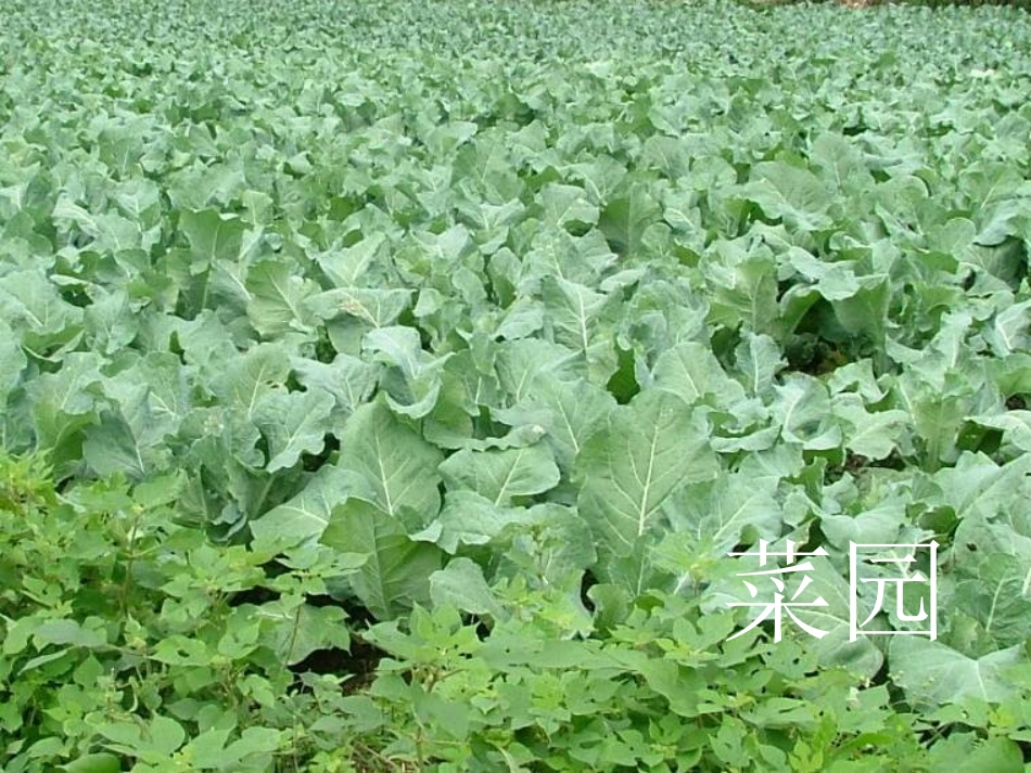 父亲的菜园》_第1页