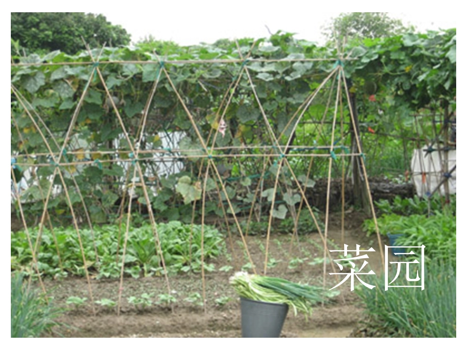 父亲的菜园》_第2页