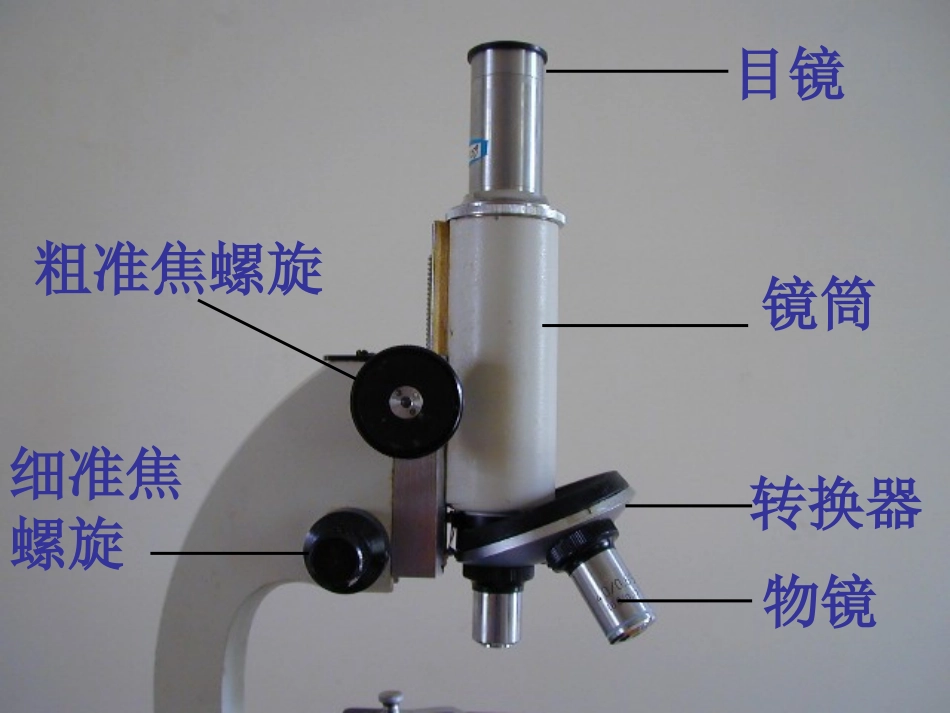 细胞(第二课时)_第3页