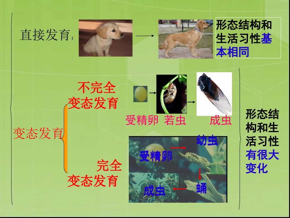 《昆虫的生殖和发育》课件(人教版) (2)_第3页
