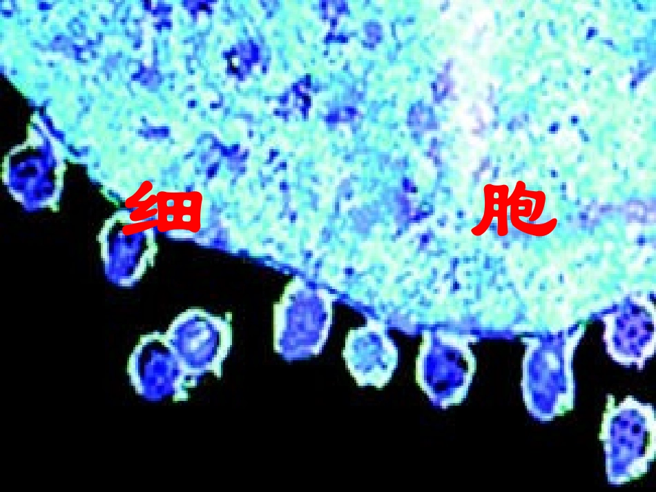第3课时22细胞_第1页