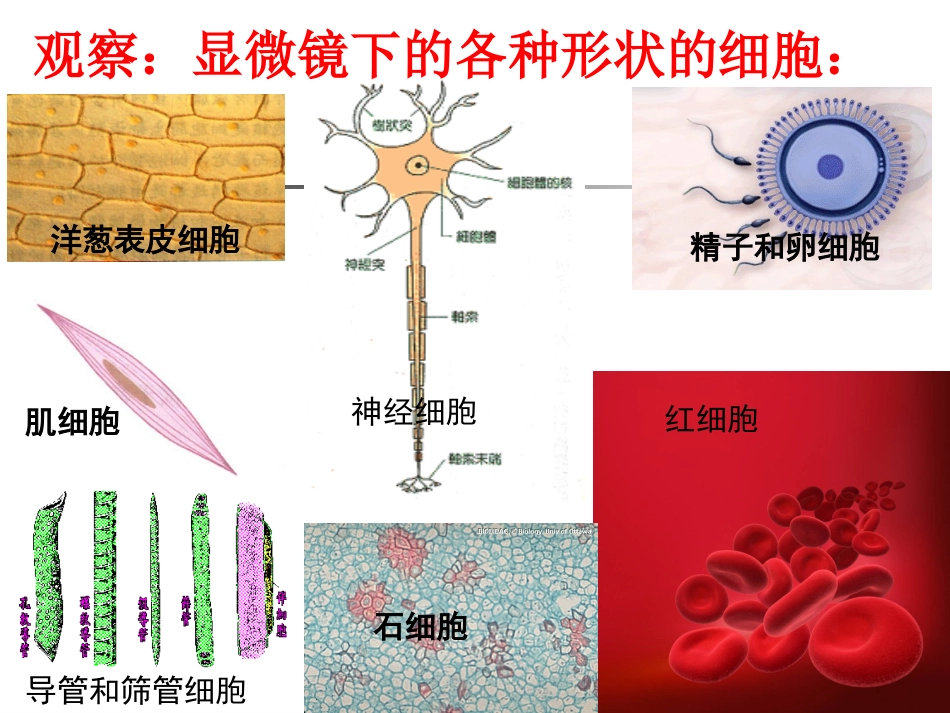第3课时22细胞_第3页