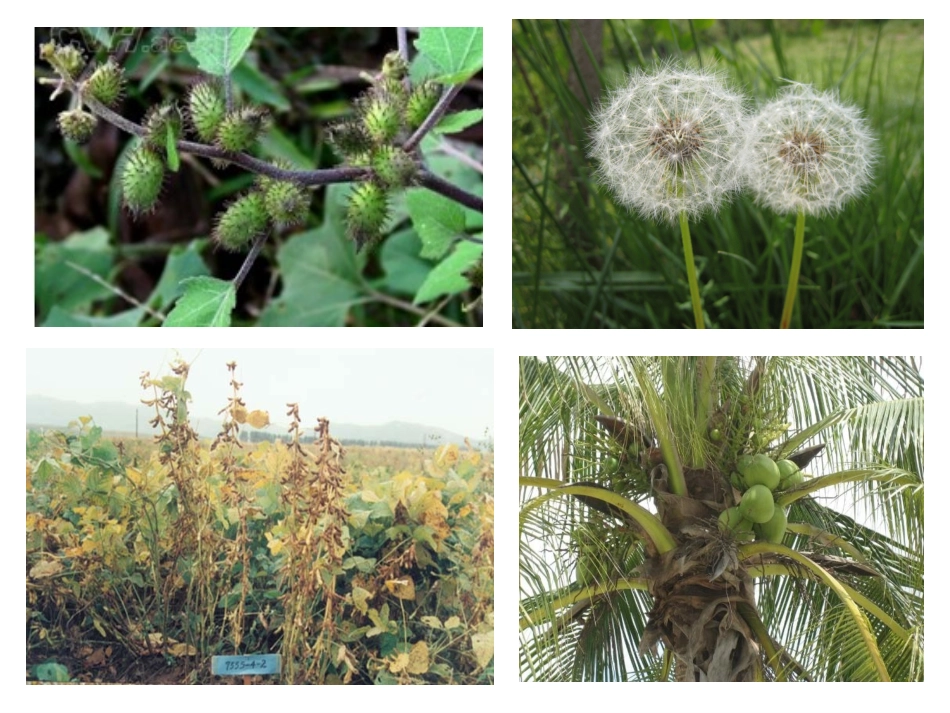 《1不用种子也能繁殖吗》课件1_第2页