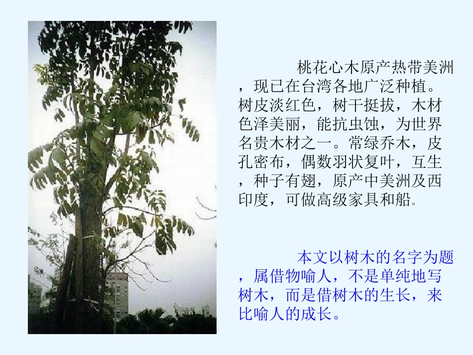 《桃花心木4》PPT课件_第3页