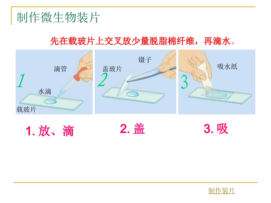 用显微镜观察身边的生命世界（三）_第2页