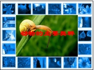 动物的主要类群