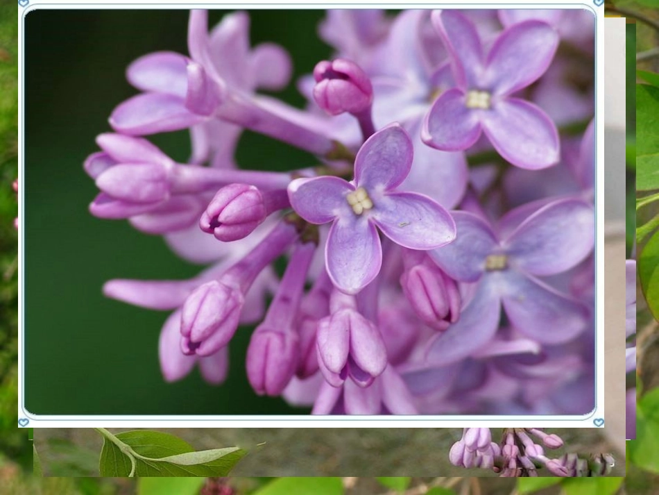 一株紫丁香课件_第3页