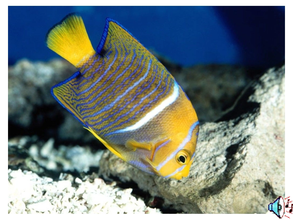 第1课时21生物与非生物_第3页