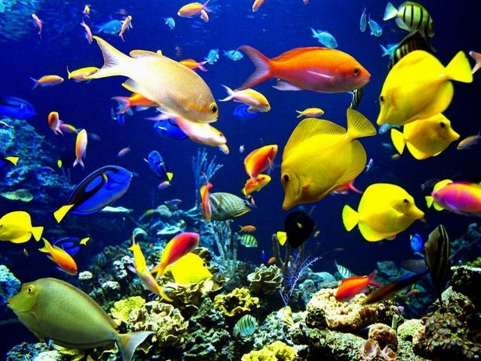 小学美术鱼儿游游课件_第2页