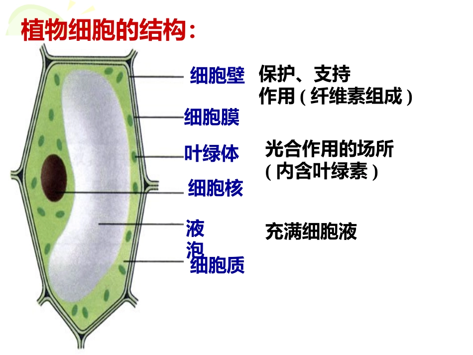 第4-5课时22显微镜的结构和使用_第3页