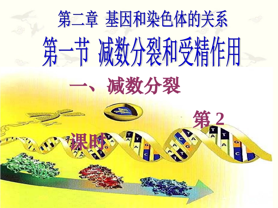 减数分裂课件_第1页