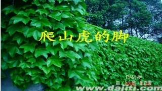 四年级上册《爬山虎的脚》