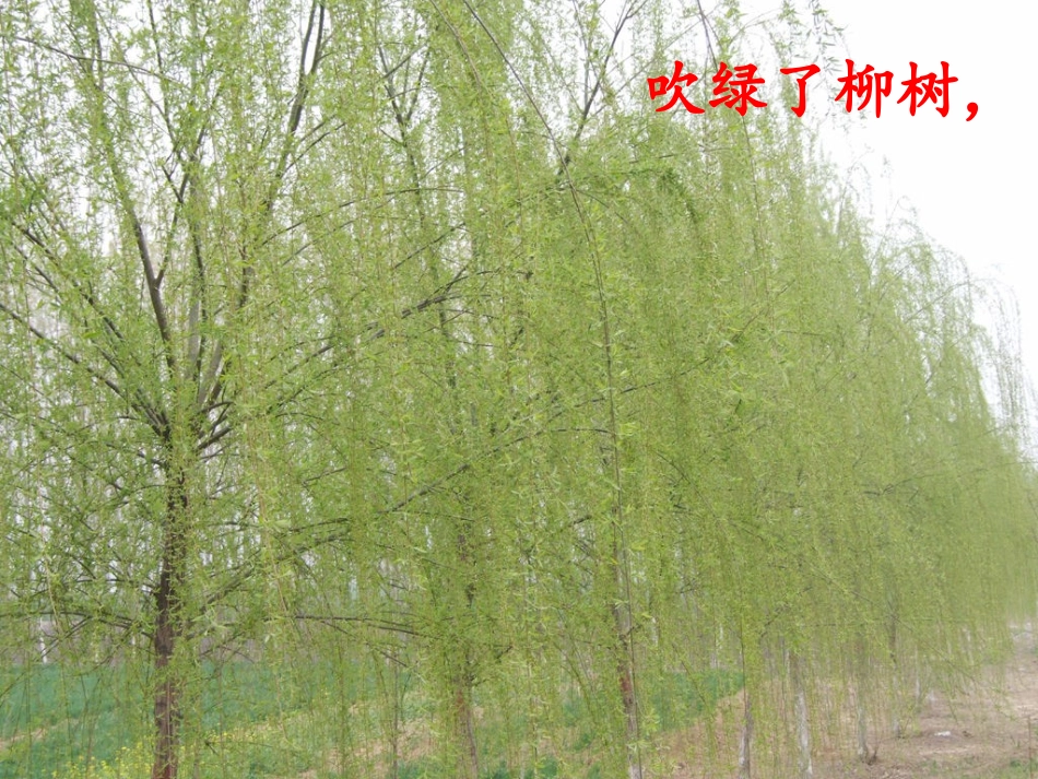 诗文：春风吹_第2页