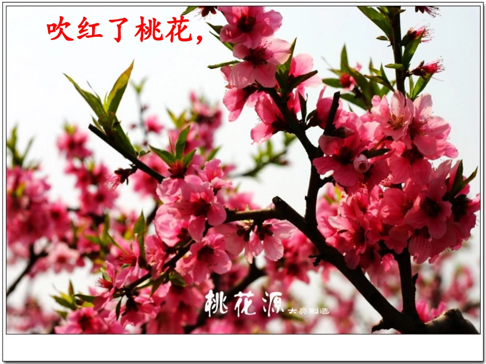 诗文：春风吹_第3页