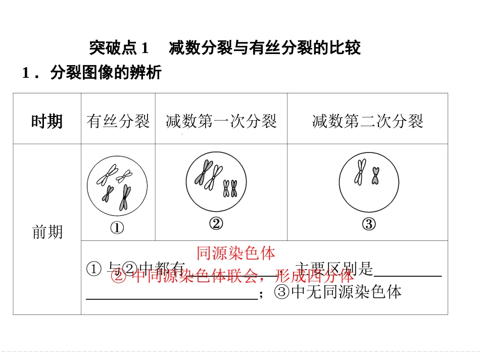 有丝分裂与减数分裂的比较_第2页
