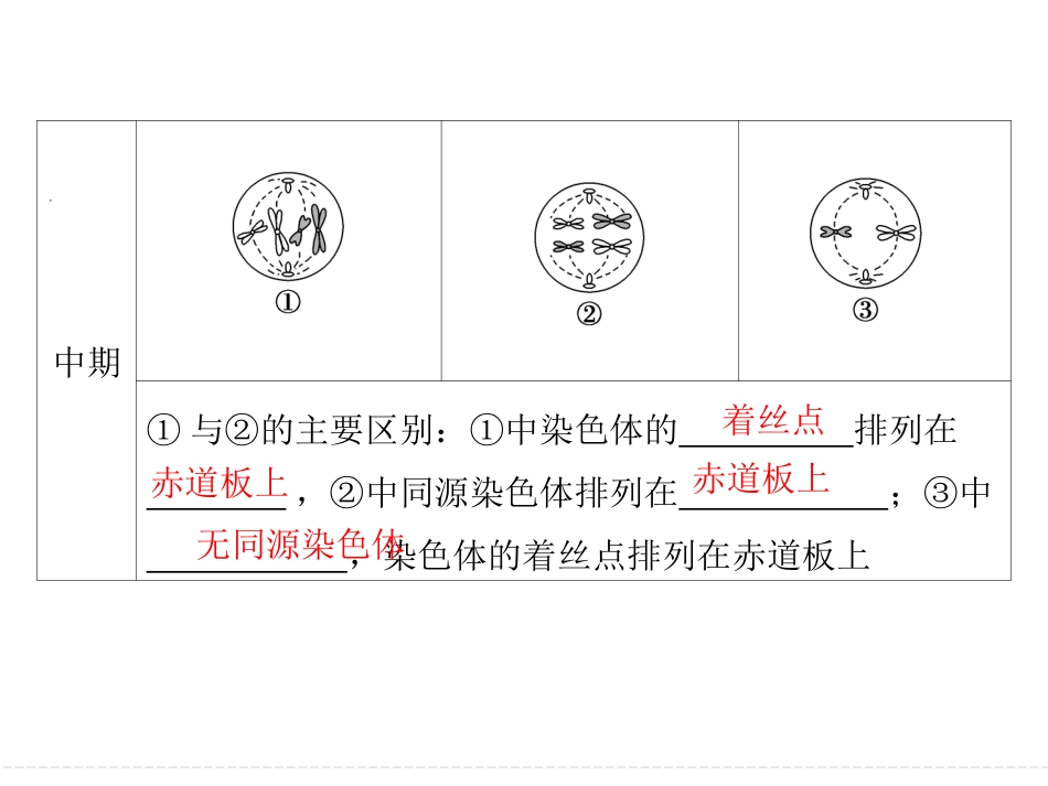 有丝分裂与减数分裂的比较_第3页