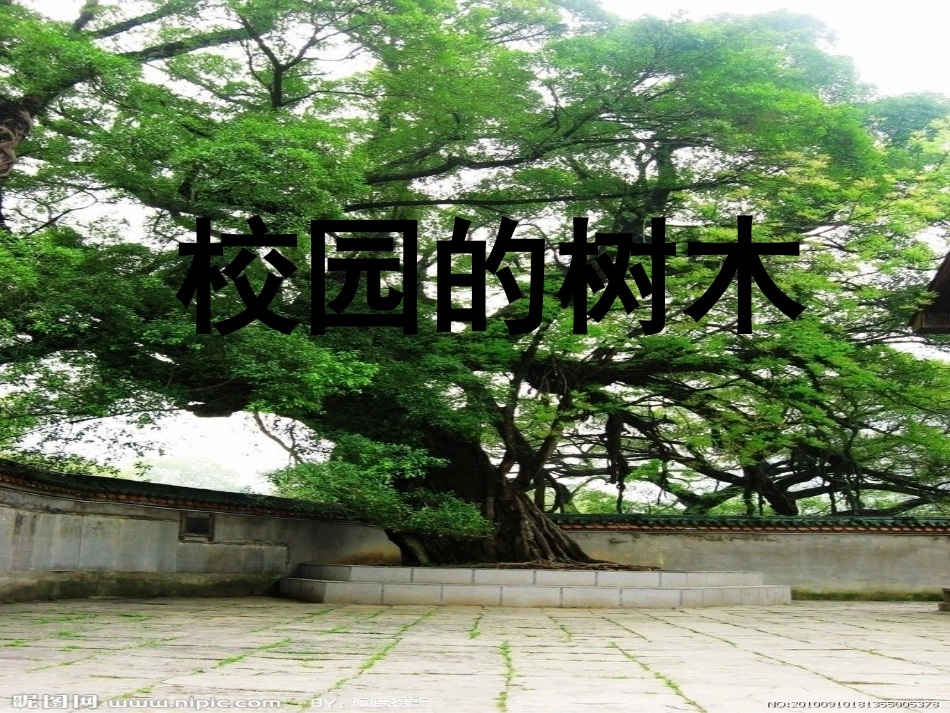 校园的树木课件_第1页