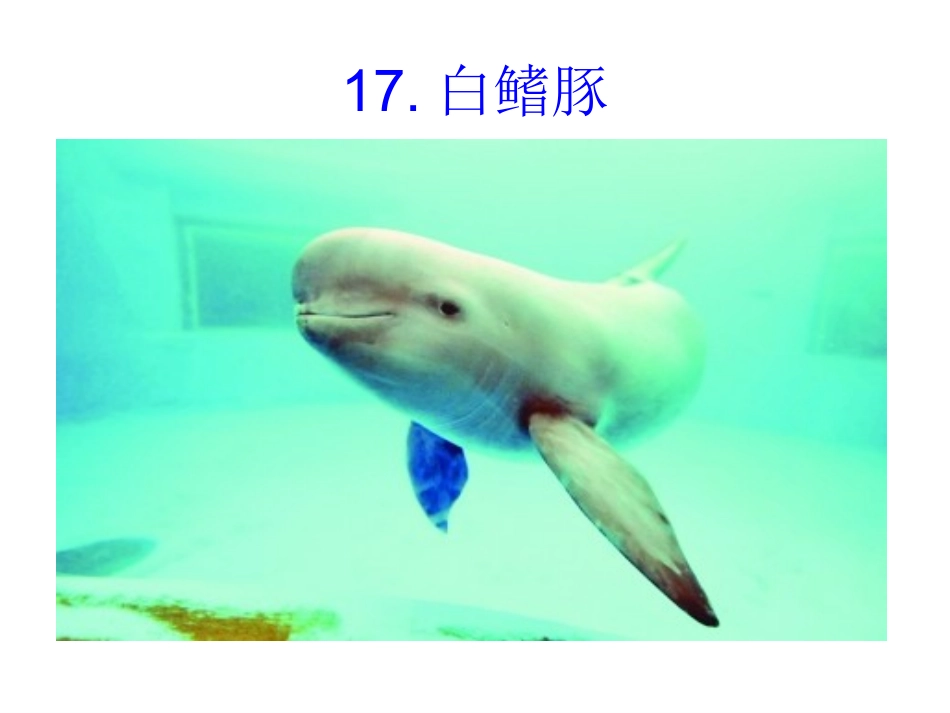 《白鳍豚》课件_第1页