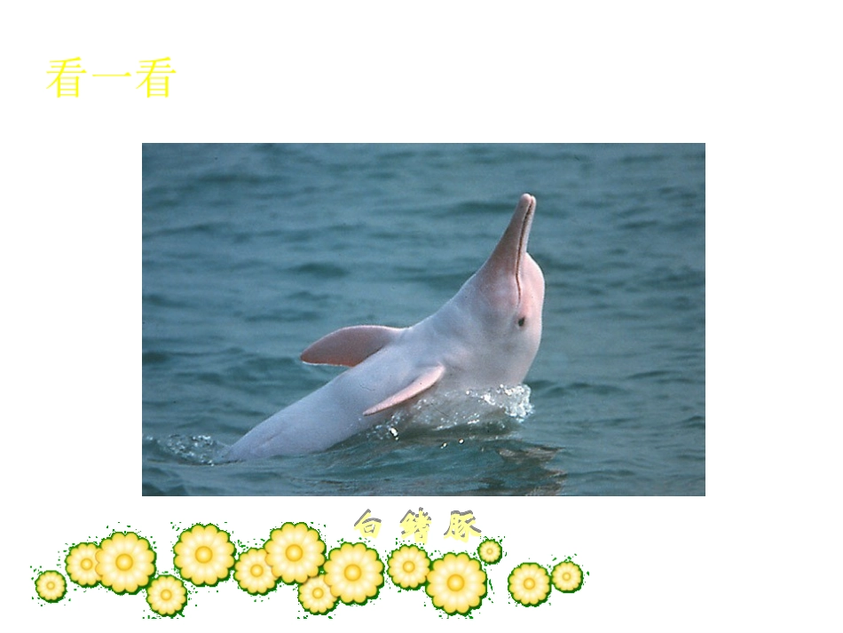 《白鳍豚》课件_第2页