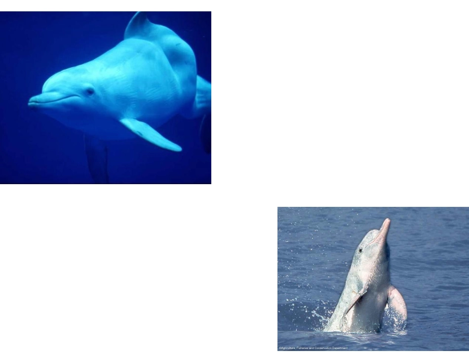 《白鳍豚》课件_第3页