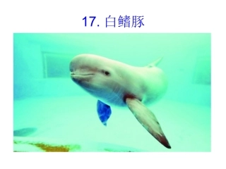 《白鳍豚》课件