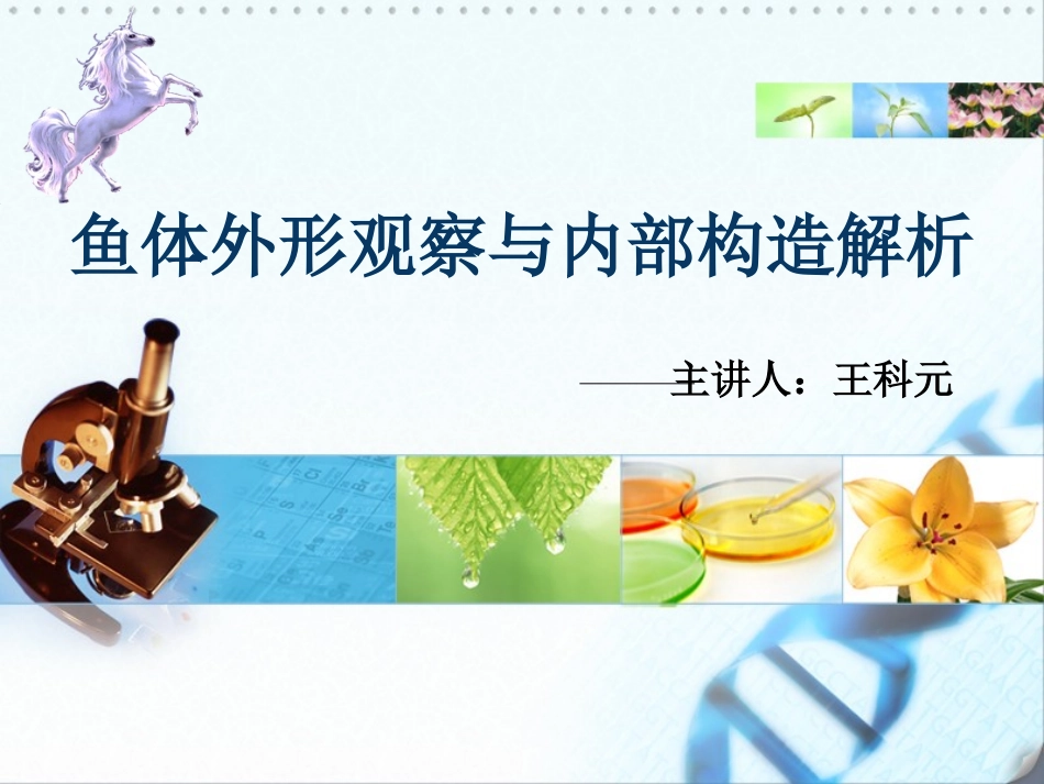 鱼体外形观察与内部构造解析_第1页