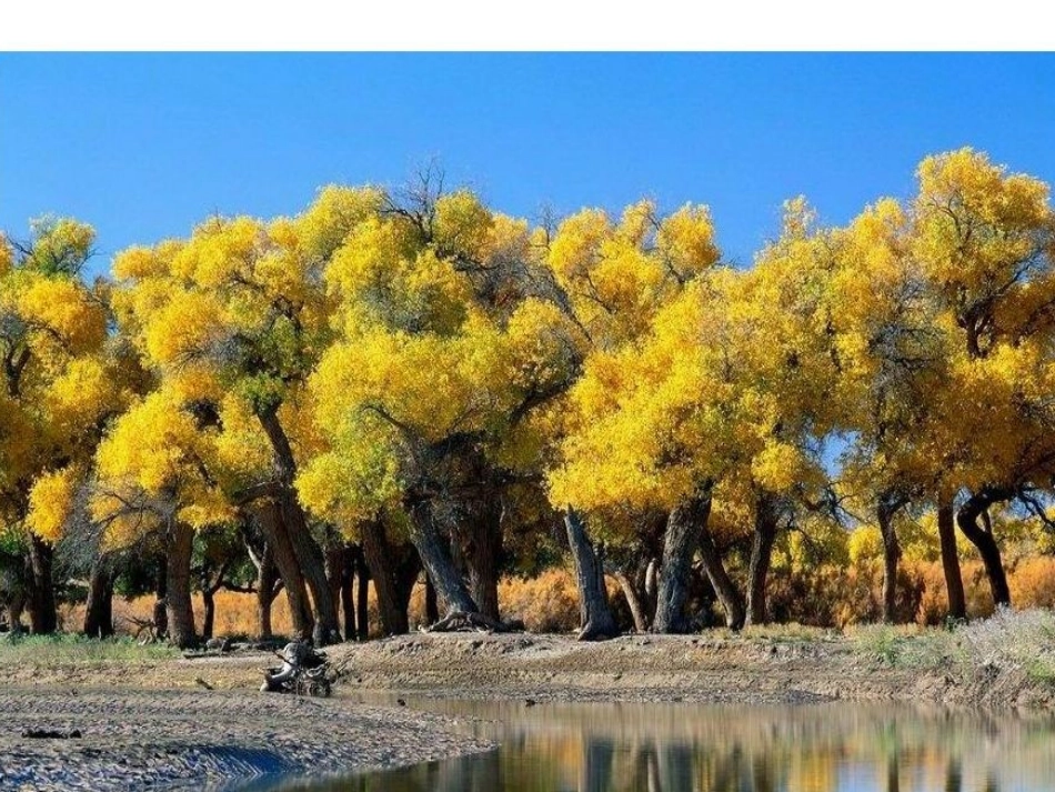 《西风胡杨》课件_第2页