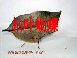 枯叶蝴蝶讲课