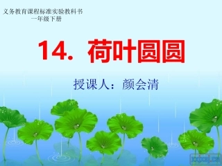荷叶圆圆 (2)