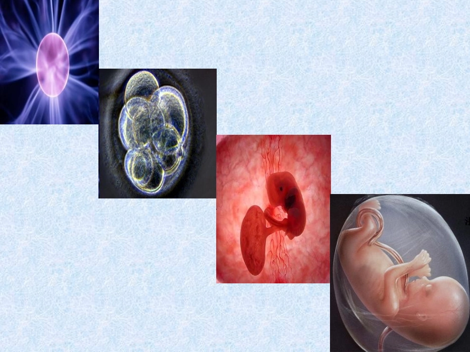 范侠细胞增殖_第2页