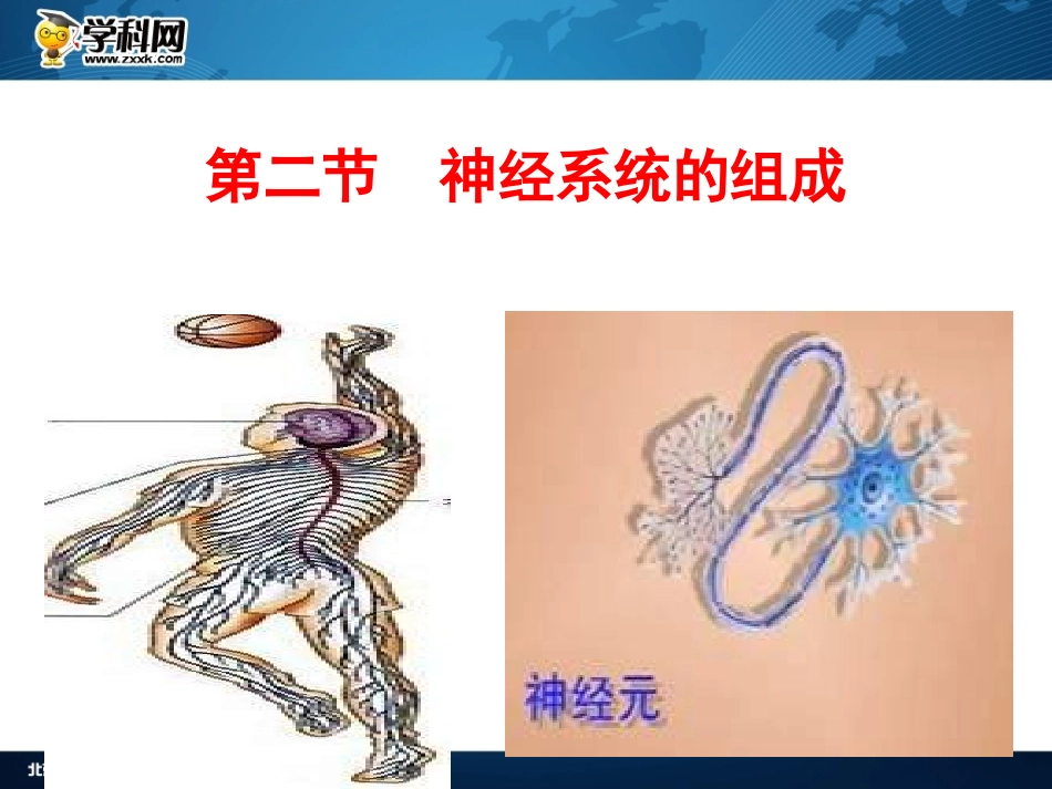 《神经系统的组成》课件_第1页